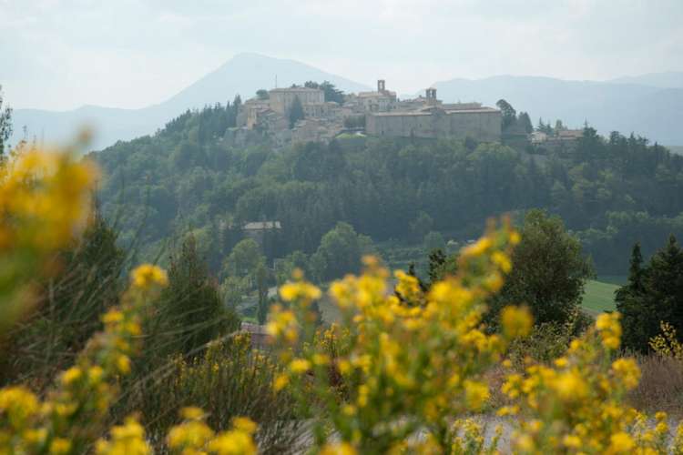 Montone